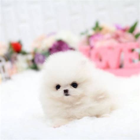 Teacup Pomeranian Wallpaper Tiny Cute Puppies Pets Lovers
