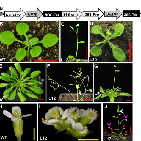 Overexpression Of Jcap1 In Ap1 11 Arabidopsis Plants Promotes Flowering