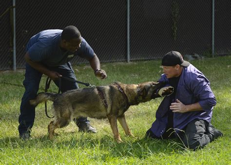 The 3 Types of Police Dogs: Spoiler Alert - Don't Pet Any ...
