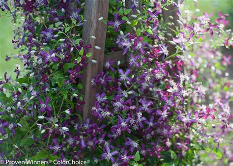 Clematis terniflora is a perennial woody vine, native to asia and introduced to north america as an ornamental. 'Sweet Summer Love' - Clematis x | Proven Winners