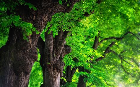 Green Trees Wallpapers Wallpaper Cave