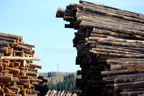 Stacks Of Cut Lumber Wood Tree Trunks In Lumber Yard Stock Image
