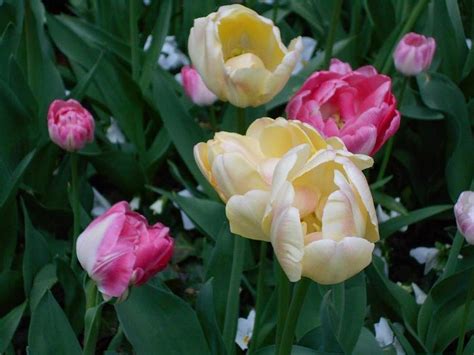 The song was written by al dubin crooning troubadour nick lucas topped the us charts with tiptoe through the tulips in 1929, after introducing the song in the musical talkie. Tiptoe through the Tulips Photograph by Carolyn Quinn