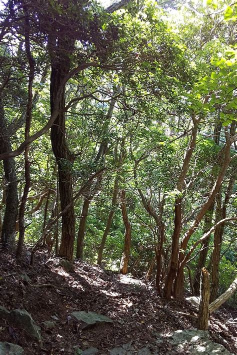 秋花探し流れ旅恵那市三郷町 屏風山⑤ ひなた日和