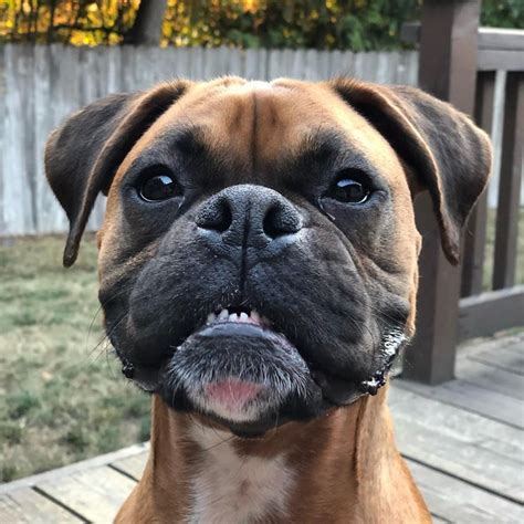 20 Of The Best Boxer Dogs On The Internet Cuteness