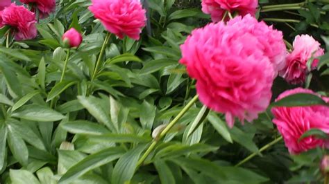 Bess Bockstoce R2 Flowers Peonies Youtube