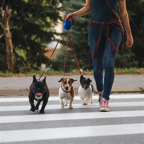 Como Escolher Um Dog Walker Com Segurança Blog Shop4patas