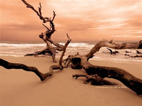 Driftwood On The Beach At Sunset With Waves Coming In From The Ocean