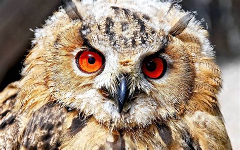 Owl Predator Bird Eyes Wallpaper Coolwallpapersme