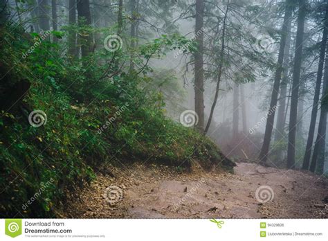 Misty Mountain Forest Stock Photo Image Of Mountains 94329606