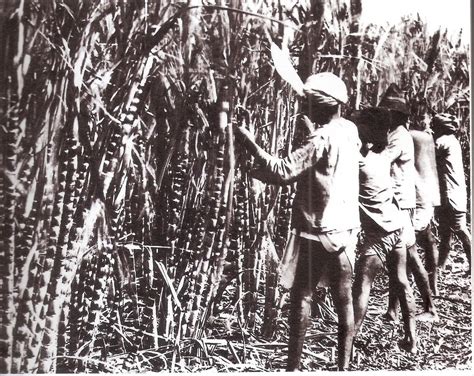 indentured indian labourers on the sugar cane field submitted by tholsi mudly the