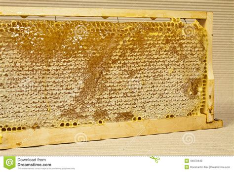 Waxed Honeycomb With Honey Stock Image Image Of Background 44070443