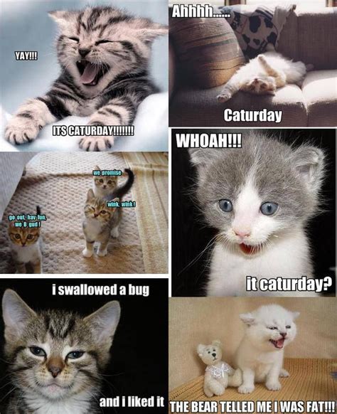 Caturday Cat Memes Funny Cat Memes Cats And Kittens