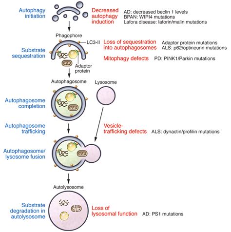 Intersections Of The Autophagic Pathway And Neurodegenerative Diseases