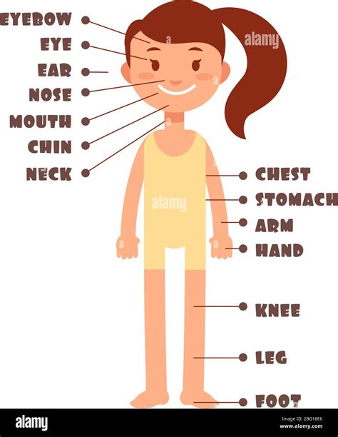Cartoon Little Girl Vocabulary Of Human Body Parts Vector Set