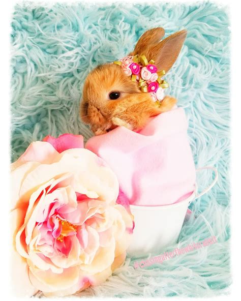 Bunny Rabbit Cute Photo By Chasingafterthewhiterabbit Pink