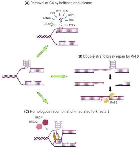 Dna Replication Definition Enzymes Steps Mechanism Diagram Zohal