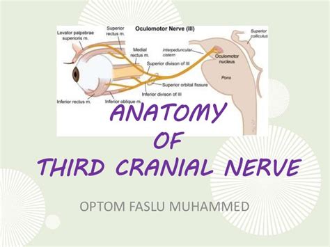 Cranial Nerve 3 Anatomy