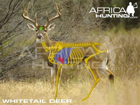 Deer Shot Placement