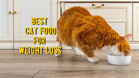 Best Cat Food For Weight Loss 15 Foods For Overweight Cats Reviews
