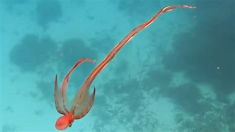 Rare Blanket Octopus Spotted Dancing Subjecttoclimate