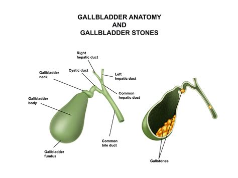 Human Body Gallbladder