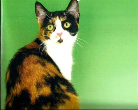 Calico Cats Wallpapers Wallpaper Cave
