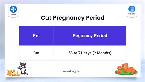 Best Cat Pregnancy Calculator Kitten Calculator Drlogy