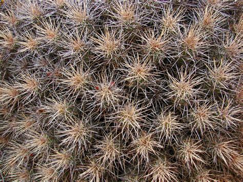 Cactustexture Free Photo Download Freeimages