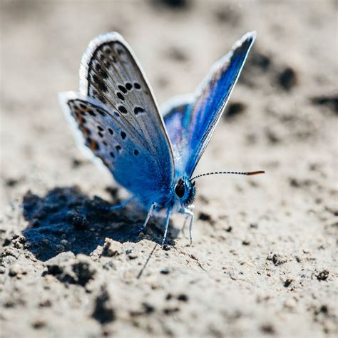 Karner Blue Butterfly Wildlife And Wild Lands