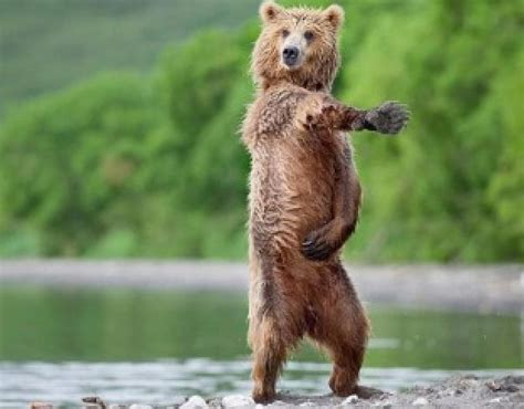 Dancing Bear Funny Dancing Bear Hd Wallpaper Peakpx