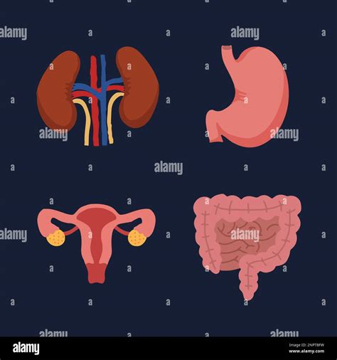 Human Internal Organs Cartoon Anatomy Body Parts Stomach With