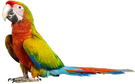 Parrot Png Image Transparent Image Download Size 797x498px