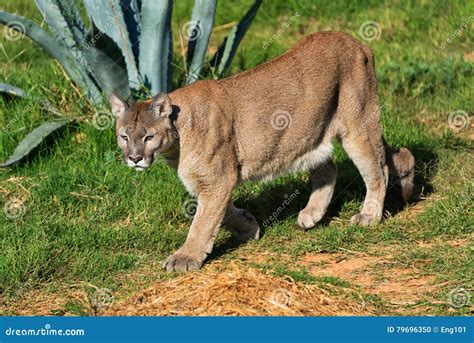 Cougar Walking Stock Photo Image Of Predator Ambush 79696350