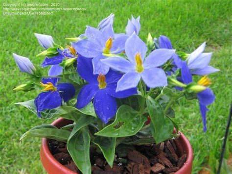 PlantFiles Pictures: Persian Violet, German Violet 'Navy ...