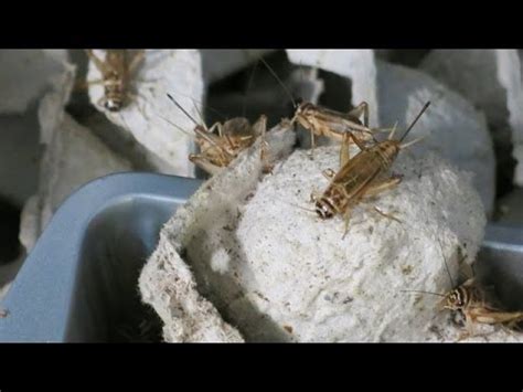 Cricket Farm, raise crickets for food, frogs, toads, lizards 