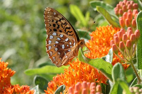 Asclepias ‘tuberosa Butterfly Milkweed Milkweed Burts Greenhouses