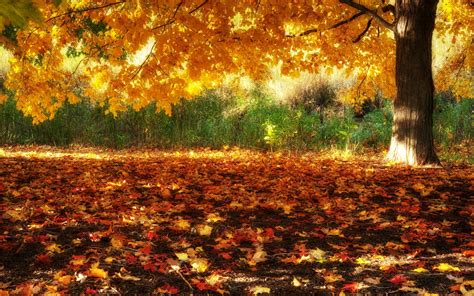 Golden Autumn Tree Image Abyss