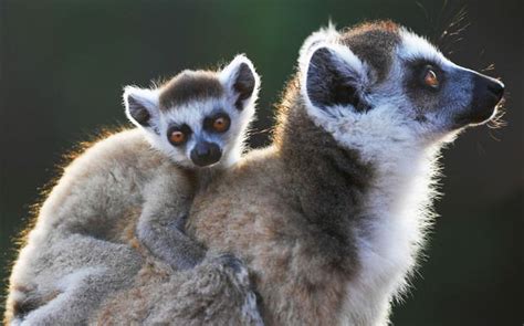 Lemurs In Danger Of Extinction Experts Say Canada Journal News Of