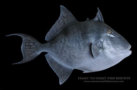 Trigger Fish Gray Fish Mounts And Fish Replicas
