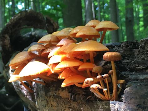 Help Identifying Mushroom In Northeast Ohio Please Rshroomid