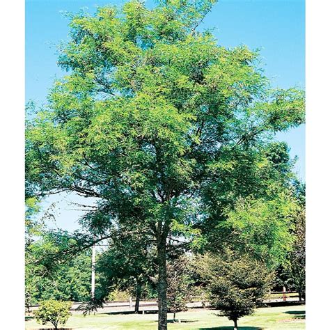 1978 Gallon Imperial Thornless Honeylocust Shade Tree L10523 At