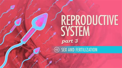 Reproductive System Part 3 Sex And Fertilization Crash Course Anatomy And Physiology 42