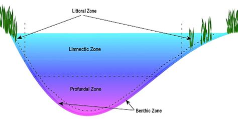 Benthic Zone Definition Types And Characteristics
