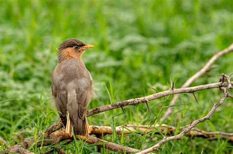Birding Sri Lanka Specialized In Birding And Wildlife Tours In Sri Lanka