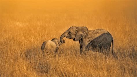Download Baby Animal Africa Animal African Bush Elephant Hd Wallpaper