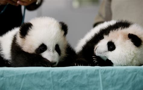 Twin Panda Cubs At Zoo Atlanta 1 Cn