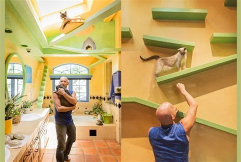 Create A Cat Friendly Home With Tips From Jackson Galaxy