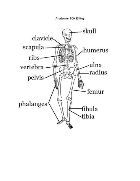 Bone Anatomy Worksheet Classful