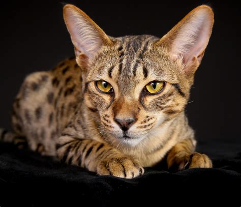Top 10 Most Expensive Cat Breeds In The World — Страница 2 — The Best